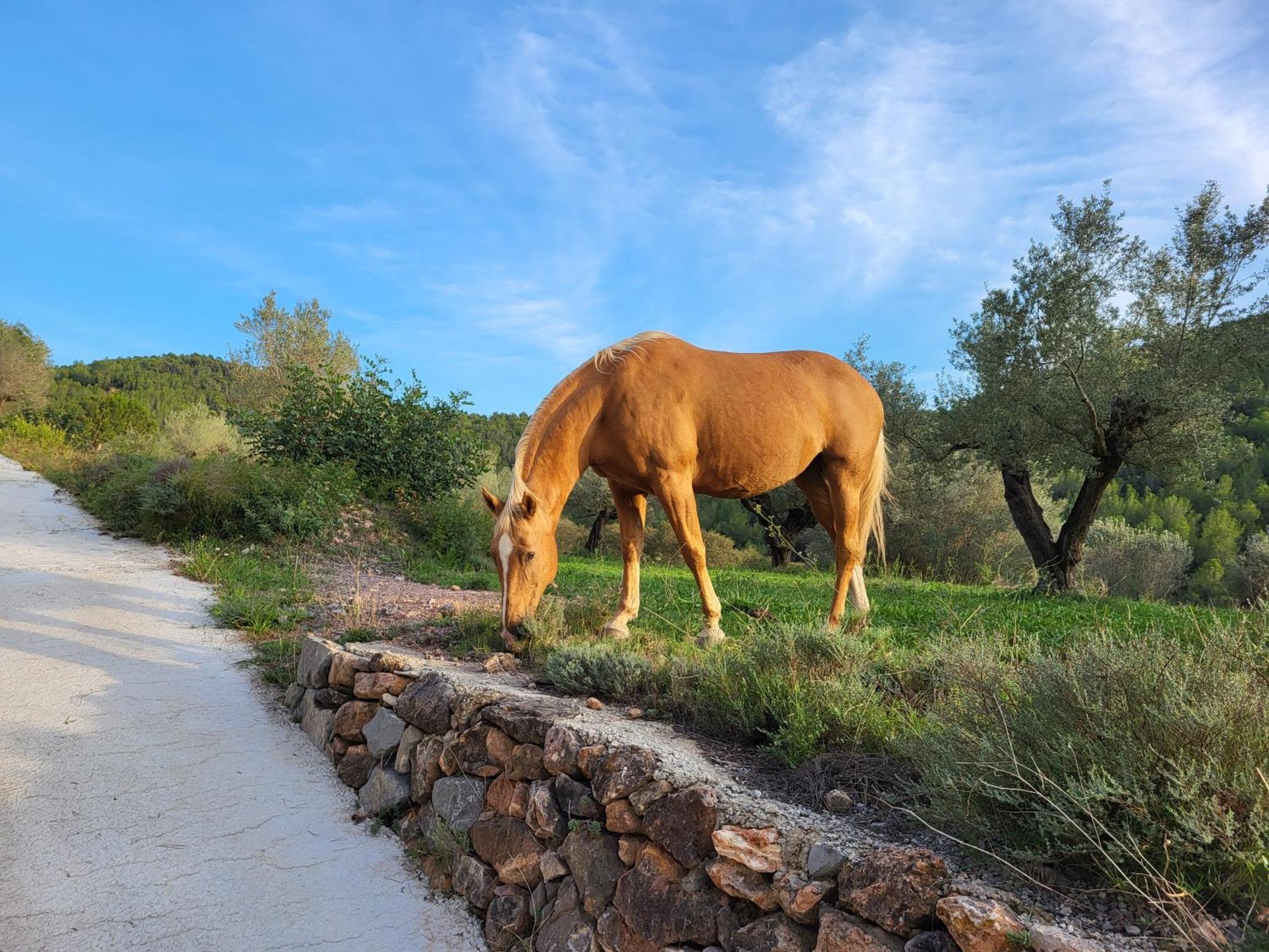 Masia De Matuta Vall de Almonacid Екстериор снимка